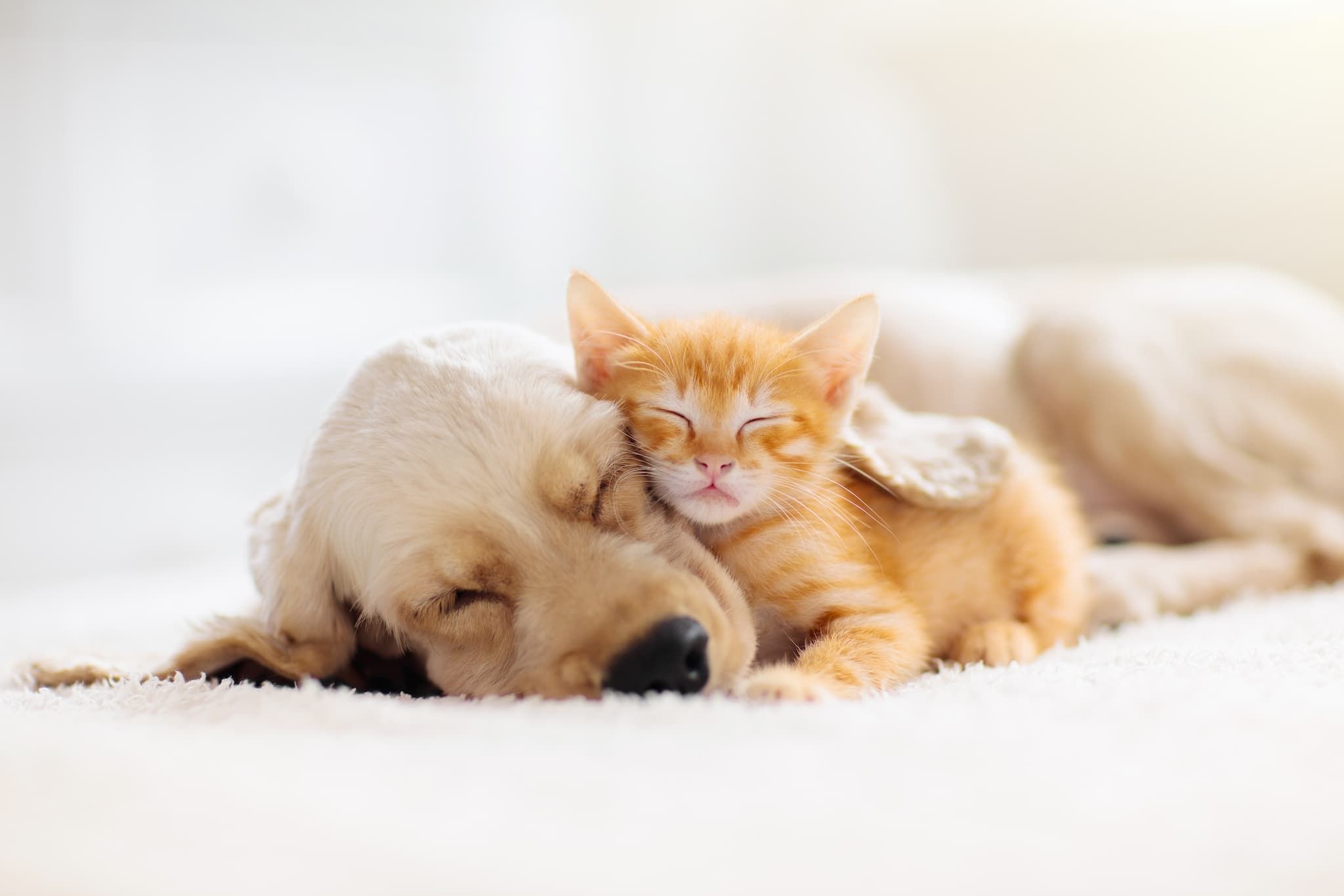 Compassionate veterinary care in your home
